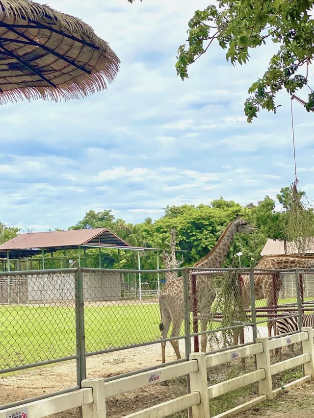รีวิวสวนสัตว์สนามบิน📍สุโขทัย