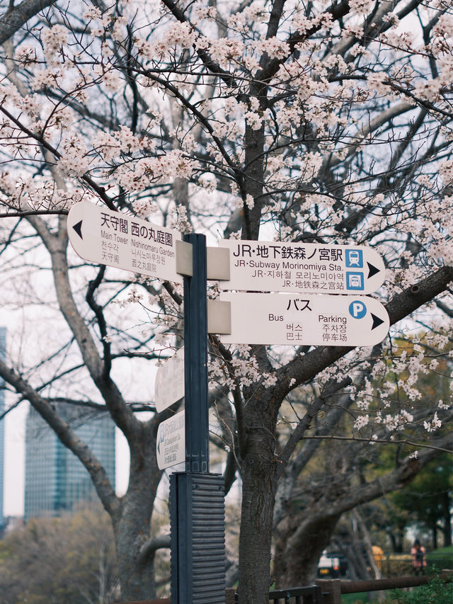 第一次來大阪必訪的日本三大名城 大阪城🛕