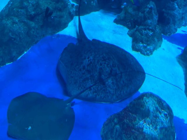 Amazing Animals at Ocean Park Hong Kong! 