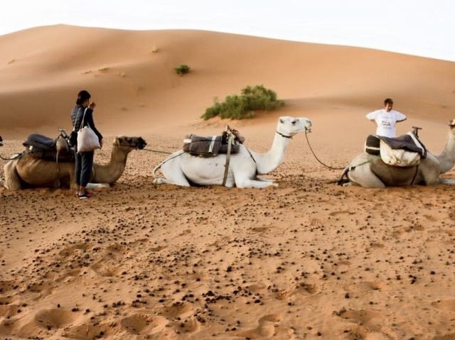 작렬하는 태양의 사하라 사막 🐫🌵