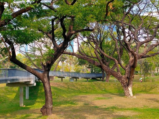 สวนป่าเบญจกิติ