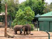 西澳珀斯動物園（Perth Zoo）🐨🐒🐯🦁🐷🐮🦒🦨🦜