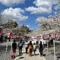 【静岡】三島桜が満開で美しい境内