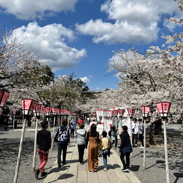 【静岡】三島桜が満開で美しい境内