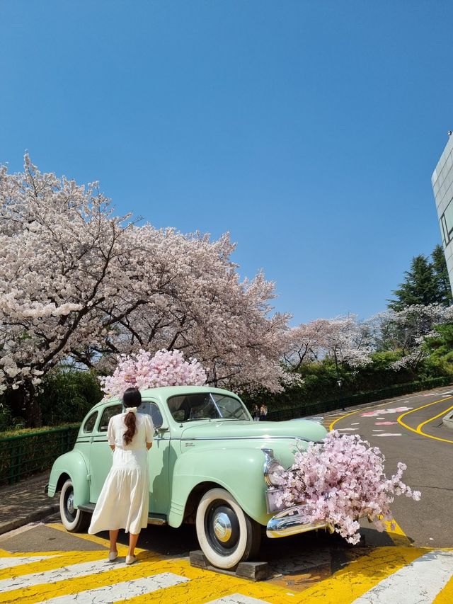 대구 이월드 벚꽃 축제 즐겨봐요🌸🌸🌸