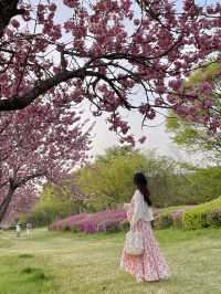 서울 근교, 겹벚꽃 여행지 하남 미사경정공원🌸