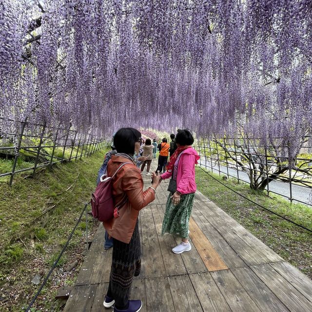 อลังการ อุโมงค์ดอกวิสเทอเรีย ที่ kitakyushu