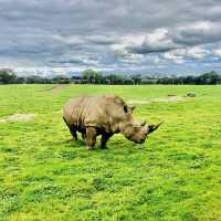 Werribee Open Range Zoo - Victoria, Australia