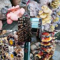 Educational Visit to Wonder Farm Mushroom 
