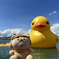 Fatty Puffy meet Duckys