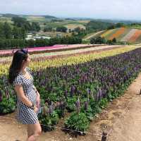 Flowers In Full Bloom In Hokkaido 🌸🌼🌷🌹