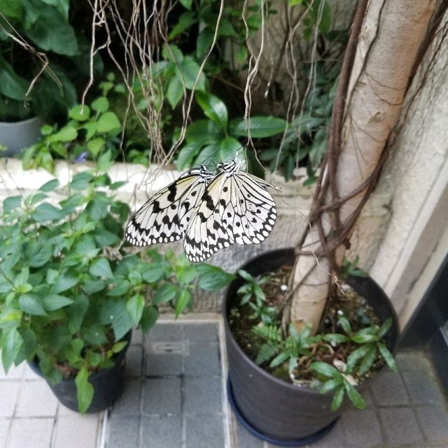 昆虫好きにオススメ🦋コスパよし【箕面昆虫館】