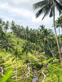 Breathtaking Rice Terraces & Bali Swing