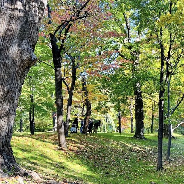 北海道大學植物園🌿綠意海洋