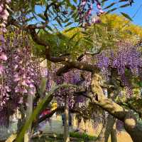 栃木のお花畑ならここ！！！