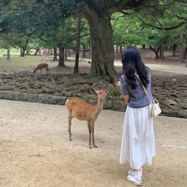 긴테쓰나라역 근처의 나라 사슴공원🦌