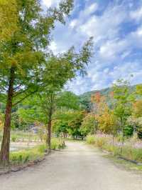 서울 근교 핑크뮬리 명소 🌸평강랜드