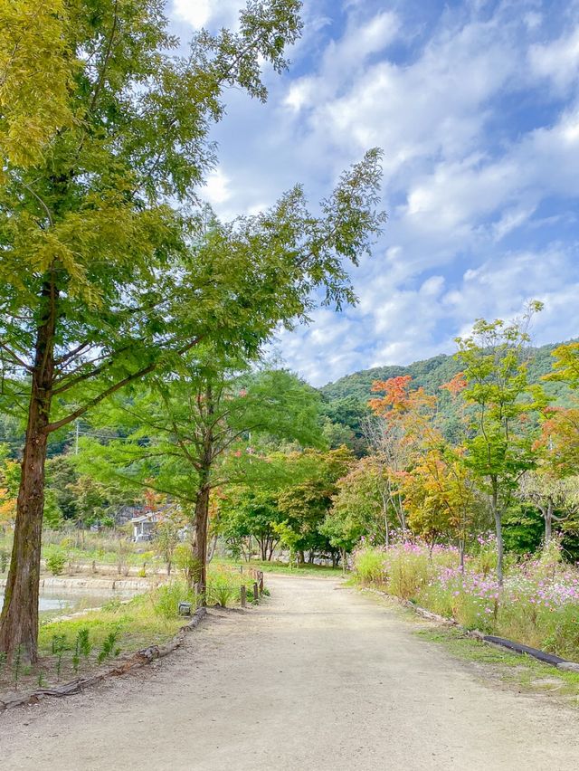 서울 근교 핑크뮬리 명소 🌸평강랜드