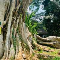 【インドネシア】壮大な植物園　“Kebun Raya Bogor”