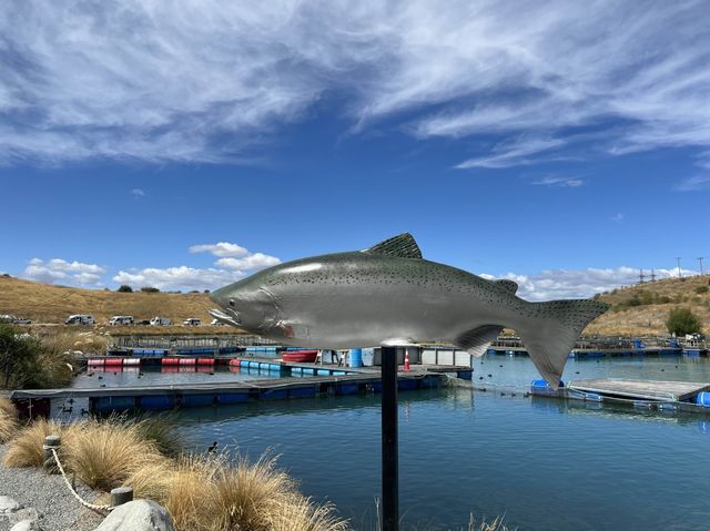 紐西蘭景點，高山鮭魚農場Twizel High Country Salmon，想吃新鮮鮭魚來這裡就對了