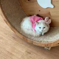 คาเฟ่แมวพิษณุโลก