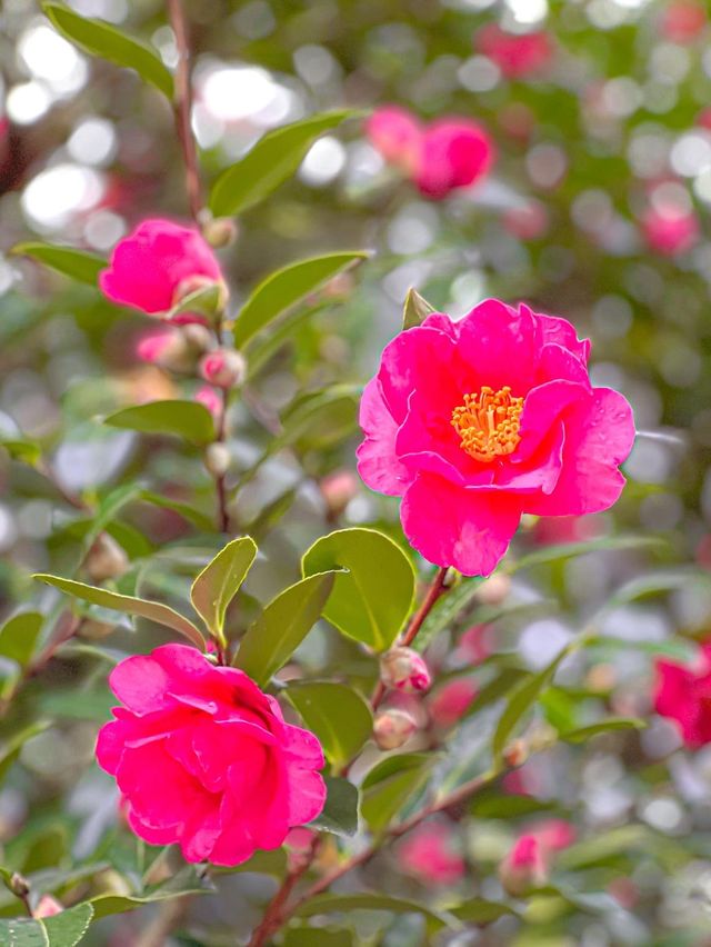 사계절 내내 원하는 꽃 맘껏 볼 수 있는 제주 필수 코스🌺