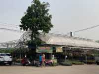 ทริปหาซื้อต้นไม้ฟอกอากาศ @เชียงใหม่