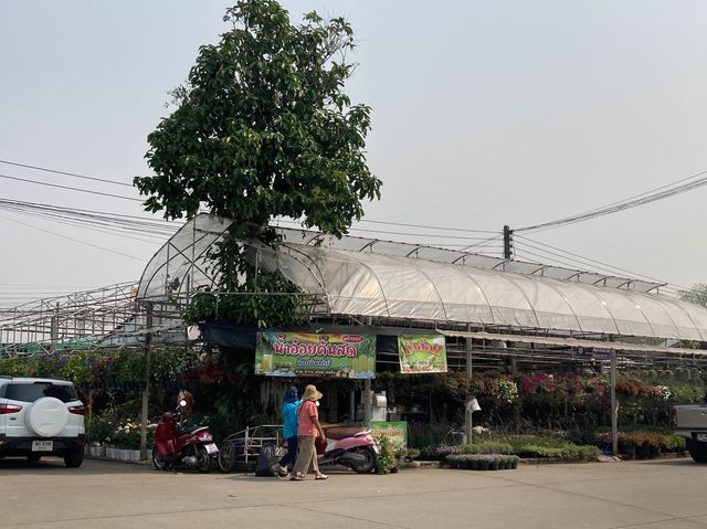 ทริปหาซื้อต้นไม้ฟอกอากาศ @เชียงใหม่