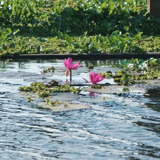 ล่องเรือ ชมธรรมชาติ ทะเลน้อย พัทลุง