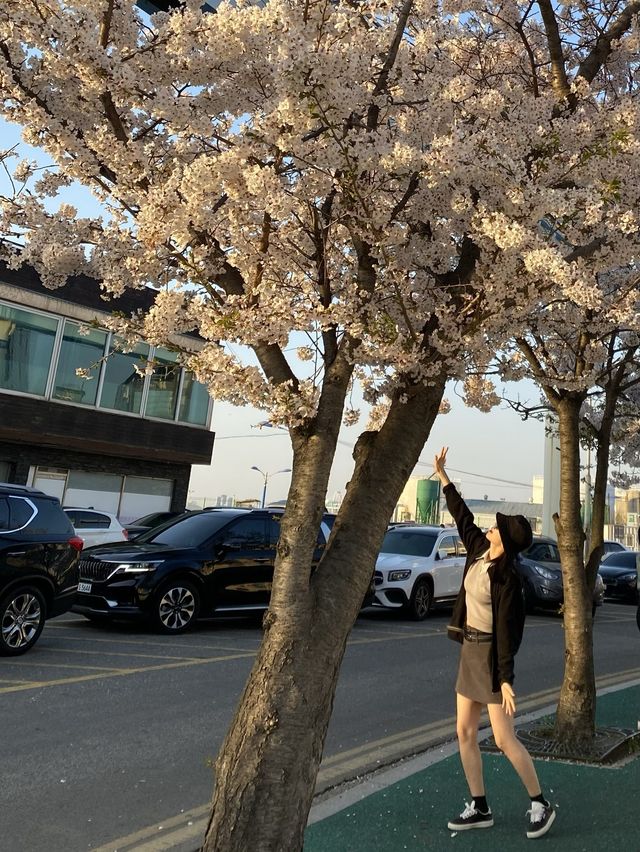 알록달록한 색감에 벚꽃 한스푼 🌸