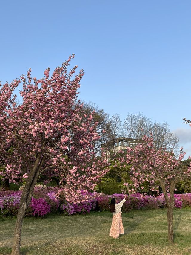 서울 근교, 겹벚꽃 여행지 하남 미사경정공원🌸