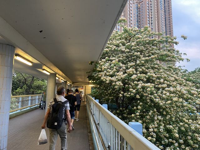 魚木樹花海