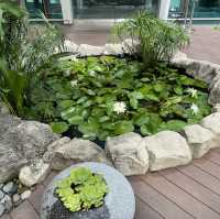 Water Lily Garden @ Changi Airport T1 transit