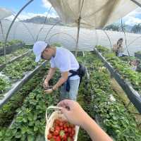 Strawberry Picking Time!