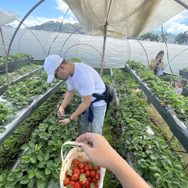 Strawberry Picking Time!