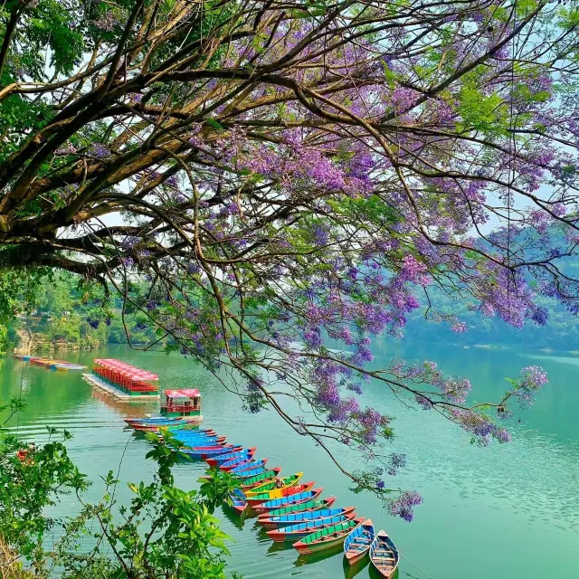 Pewa Lake (Tal), Pokhara 