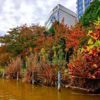 Fun Swan Paddleboats at Shinobazu Pond