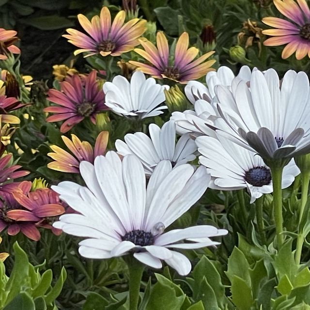 Let Sunflower lead a garden tour 