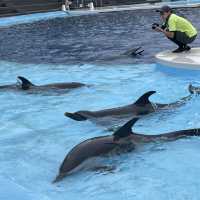 香川の映えスポットといえば【四国水族館🐠🫧】