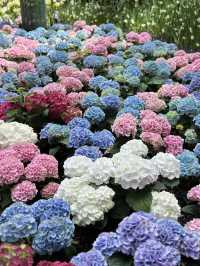 Miracle of Natural ฟาร์มดอกไม้เมืองหนาว ระยอง