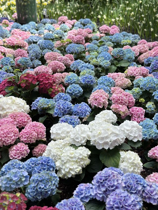 Miracle of Natural ฟาร์มดอกไม้เมืองหนาว ระยอง