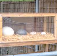 【大阪】天王寺動物園の中の様子
