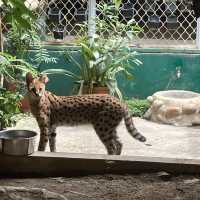 頑皮世界野生動物園