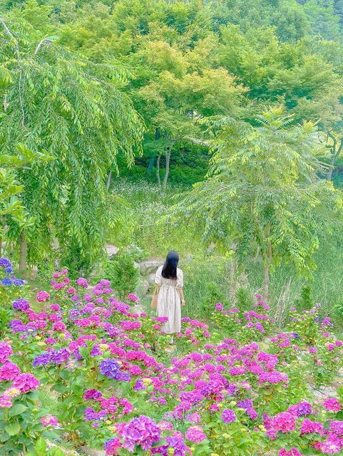 진주 월아산 숲속의 숨은 수국 스팟🍃💜🩵