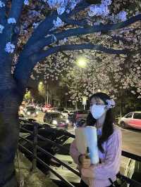 경기도 벚꽃 명소!🌸 핑크 한가득 안양천💐🌼