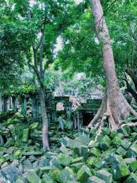 【絶景】まるでラピュタの世界！神秘的で美しいベンメリア遺跡🇰🇭