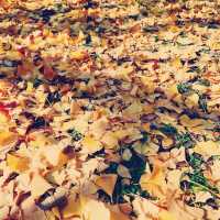 「上野恩賜公園」11月底～12月初，賞紅葉好去處