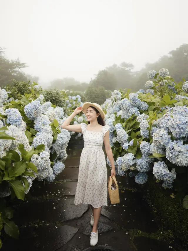 🇰🇷六七月一定要來看繡球花！必定要收藏起來！濟州島山茶花之丘