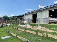สวนสัตว์เข้าฟรี Uda Animal Park จ.นารา