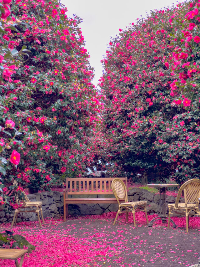 겨울 제주여행을 간다면 꼭 가야하는 동백포레스트🌺